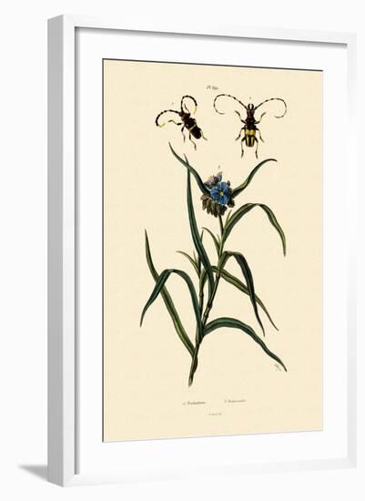 Longhorn Beetles, 1833-39-null-Framed Giclee Print