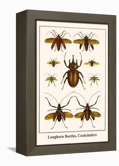 Longhorn Beetles, Cockchafers-Albertus Seba-Framed Stretched Canvas