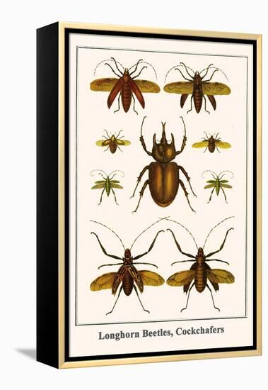 Longhorn Beetles, Cockchafers-Albertus Seba-Framed Stretched Canvas