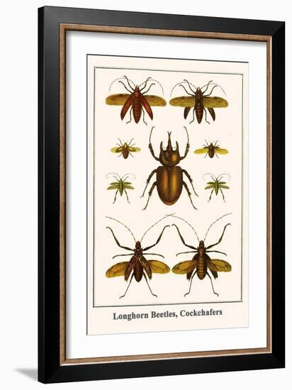 Longhorn Beetles, Cockchafers-Albertus Seba-Framed Art Print