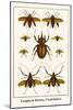 Longhorn Beetles, Cockchafers-Albertus Seba-Mounted Art Print