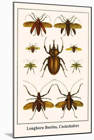 Longhorn Beetles, Cockchafers-Albertus Seba-Mounted Art Print