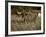 Longhorn Bull Wildlife, Oklahoma, USA-David Barnes-Framed Photographic Print