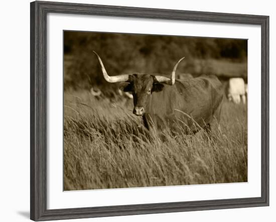 Longhorn Bull Wildlife, Oklahoma, USA-David Barnes-Framed Photographic Print