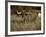 Longhorn Bull Wildlife, Oklahoma, USA-David Barnes-Framed Photographic Print