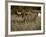 Longhorn Bull Wildlife, Oklahoma, USA-David Barnes-Framed Photographic Print