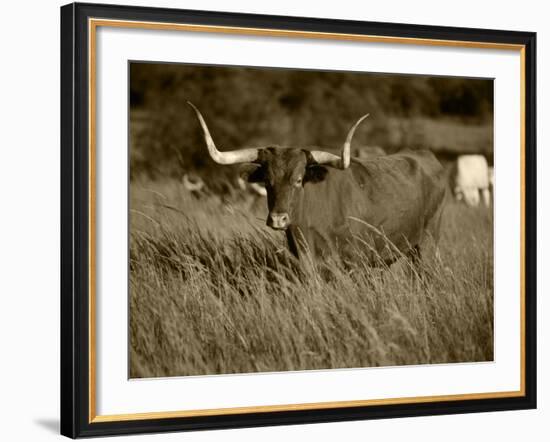 Longhorn Bull Wildlife, Oklahoma, USA-David Barnes-Framed Photographic Print