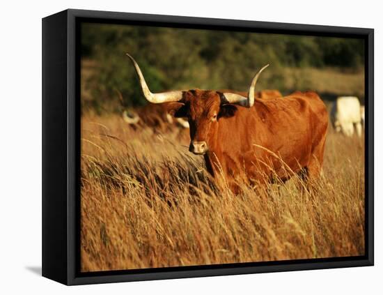 Longhorn Bull Wildlife, Oklahoma, USA-David Barnes-Framed Premier Image Canvas