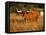 Longhorn Bull Wildlife, Oklahoma, USA-David Barnes-Framed Premier Image Canvas