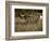 Longhorn Bull Wildlife, Oklahoma, USA-David Barnes-Framed Photographic Print