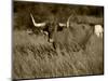 Longhorn Bull Wildlife, Oklahoma, USA-David Barnes-Mounted Photographic Print