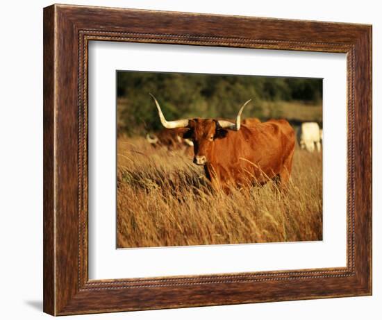 Longhorn Bull Wildlife, Oklahoma, USA-David Barnes-Framed Photographic Print