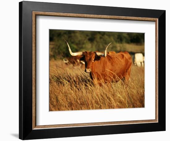 Longhorn Bull Wildlife, Oklahoma, USA-David Barnes-Framed Photographic Print