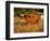 Longhorn Bull Wildlife, Oklahoma, USA-David Barnes-Framed Photographic Print