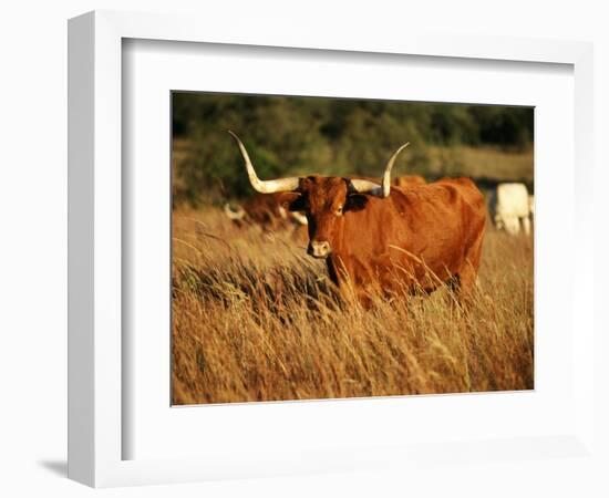 Longhorn Bull Wildlife, Oklahoma, USA-David Barnes-Framed Photographic Print