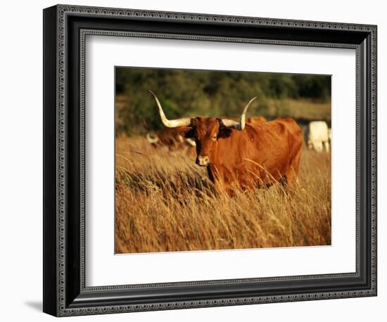 Longhorn Bull Wildlife, Oklahoma, USA-David Barnes-Framed Photographic Print