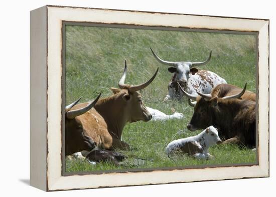 Longhorn Cattle in the Black Hills, South Dakota-null-Framed Premier Image Canvas