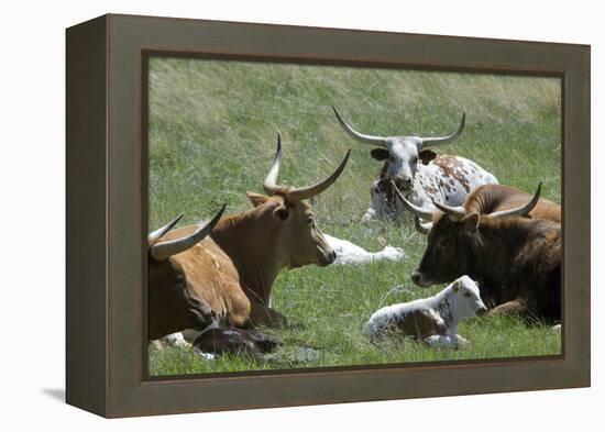 Longhorn Cattle in the Black Hills, South Dakota-null-Framed Premier Image Canvas