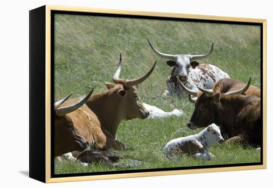 Longhorn Cattle in the Black Hills, South Dakota-null-Framed Premier Image Canvas