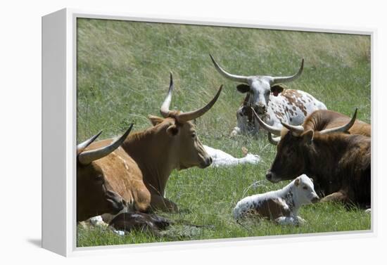 Longhorn Cattle in the Black Hills, South Dakota-null-Framed Premier Image Canvas