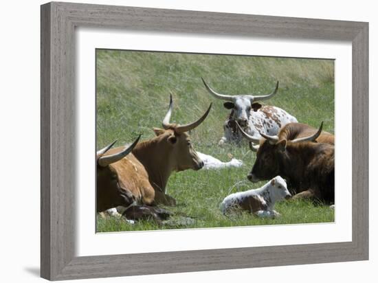 Longhorn Cattle in the Black Hills, South Dakota-null-Framed Photographic Print