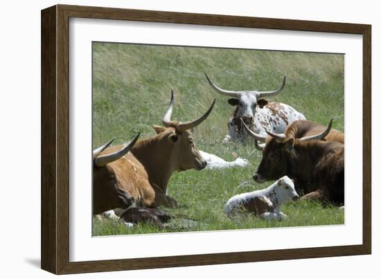 Longhorn Cattle in the Black Hills, South Dakota-null-Framed Photographic Print