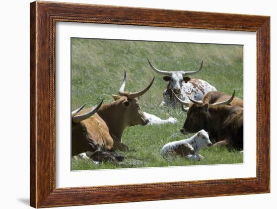 Longhorn Cattle in the Black Hills, South Dakota-null-Framed Photographic Print