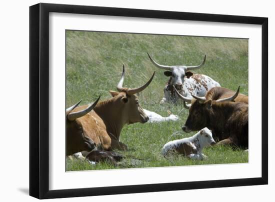 Longhorn Cattle in the Black Hills, South Dakota-null-Framed Photographic Print