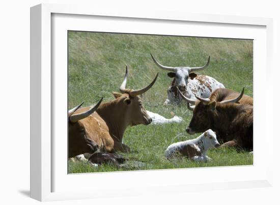 Longhorn Cattle in the Black Hills, South Dakota-null-Framed Photographic Print