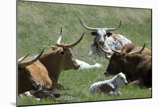 Longhorn Cattle in the Black Hills, South Dakota-null-Mounted Photographic Print