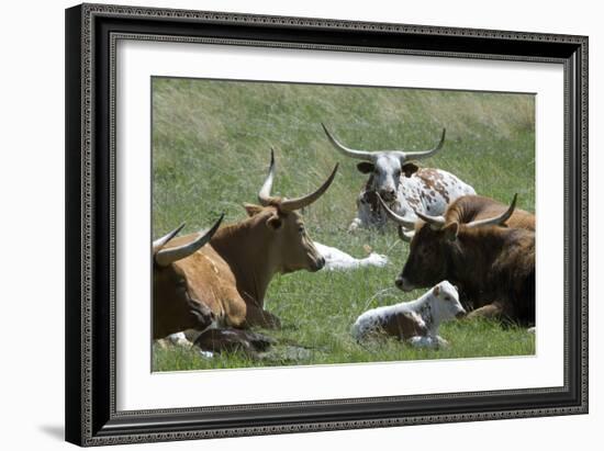 Longhorn Cattle in the Black Hills, South Dakota-null-Framed Photographic Print