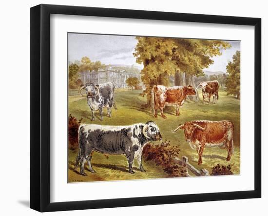 Longhorn Cattle Owned by Sir John Harpur-Crewe, Calke Abbey, 1885-null-Framed Giclee Print