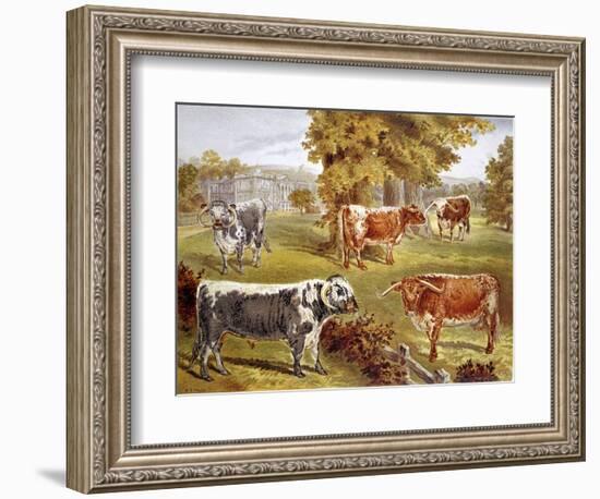 Longhorn Cattle Owned by Sir John Harpur-Crewe, Calke Abbey, 1885-null-Framed Giclee Print