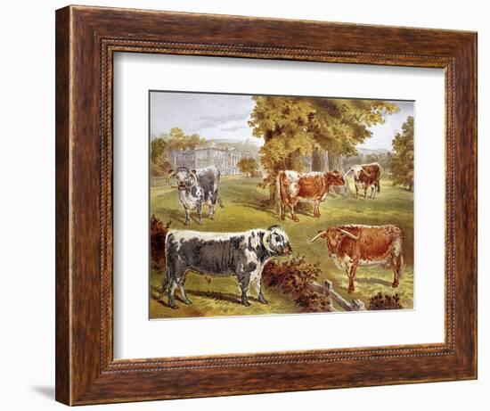 Longhorn Cattle Owned by Sir John Harpur-Crewe, Calke Abbey, 1885-null-Framed Giclee Print
