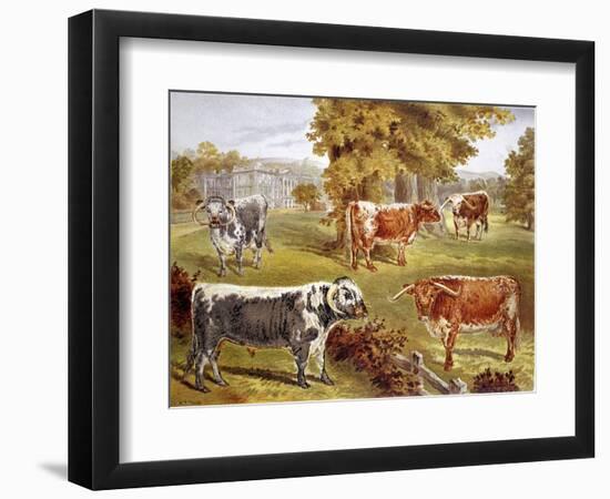 Longhorn Cattle Owned by Sir John Harpur-Crewe, Calke Abbey, 1885-null-Framed Giclee Print