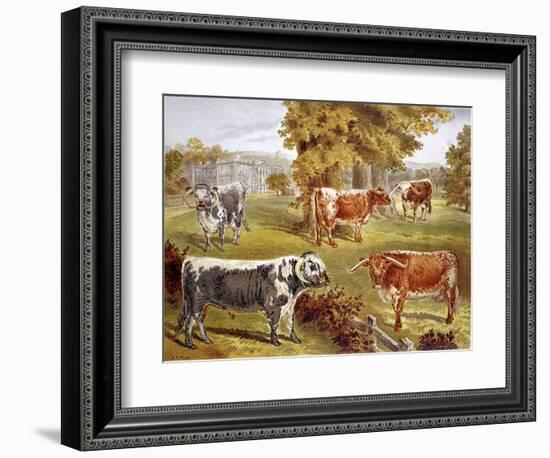 Longhorn Cattle Owned by Sir John Harpur-Crewe, Calke Abbey, 1885-null-Framed Giclee Print