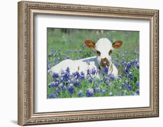 Longhorn Cow-null-Framed Photographic Print