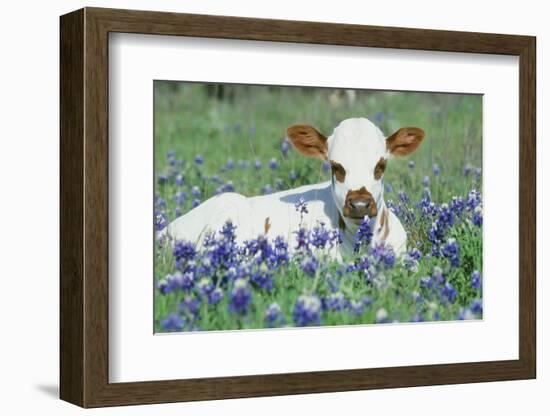 Longhorn Cow-null-Framed Photographic Print