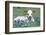 Longhorn Cow-null-Framed Photographic Print