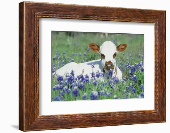 Longhorn Cow-null-Framed Photographic Print