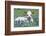 Longhorn Cow-null-Framed Photographic Print