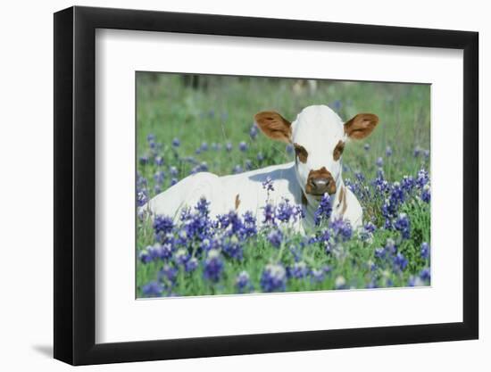 Longhorn Cow-null-Framed Photographic Print