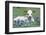 Longhorn Cow-null-Framed Photographic Print