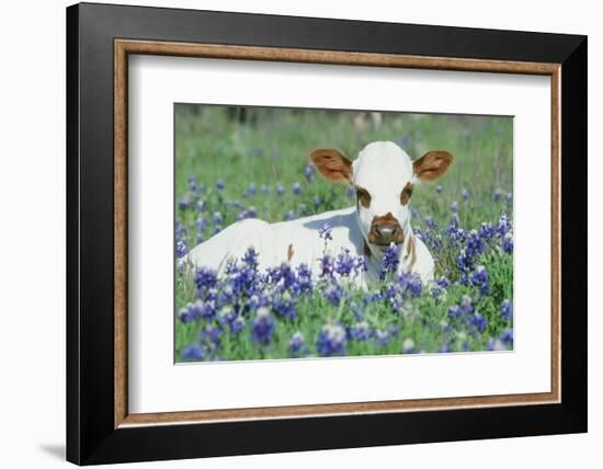 Longhorn Cow-null-Framed Photographic Print