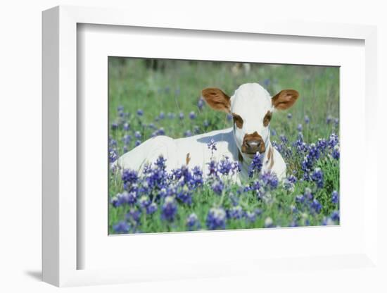 Longhorn Cow-null-Framed Photographic Print
