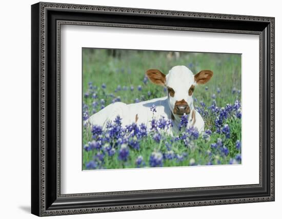 Longhorn Cow-null-Framed Photographic Print