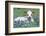 Longhorn Cow-null-Framed Photographic Print