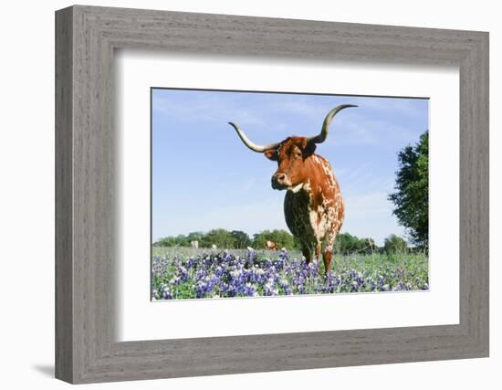 Longhorn Cow-null-Framed Photographic Print