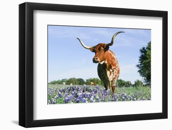 Longhorn Cow-null-Framed Photographic Print