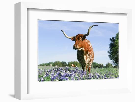 Longhorn Cow-null-Framed Photographic Print